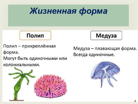 Выделительная система гидры
