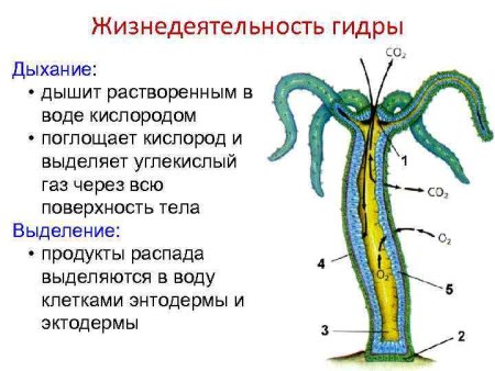Гидра обыкновенная строение