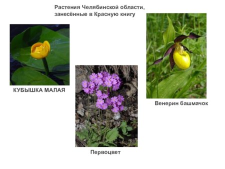 Краснокнижные растения Южного Урала