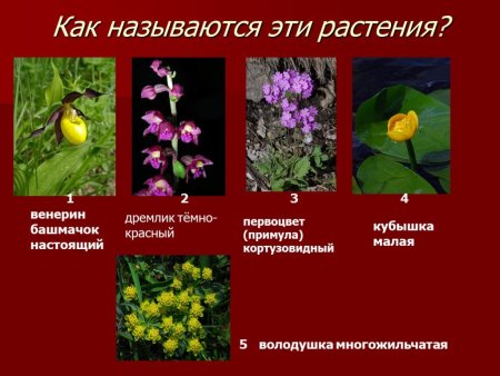 Растения Челябинской области занесенные в красную книгу