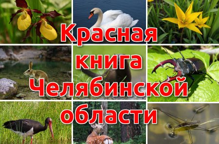 Растения и животные Челябинской области занесенные в красную книгу