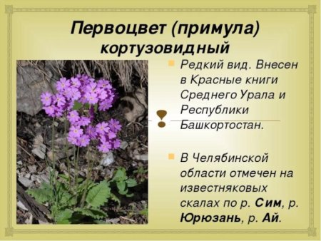 Первоцвет примула кортузовидный красная книга