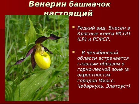 Венерин башмачок красная книга Челябинской