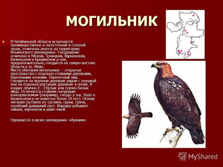 Красная книга Челябинской области Урал