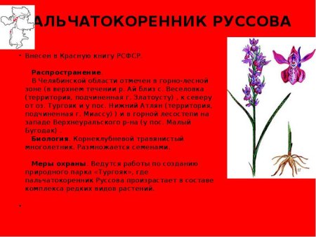 Пальчатокоренник Руссова