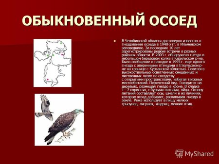 Животные Челябинской области занесенные в красную