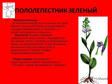Пололепестник зеленый красная книга