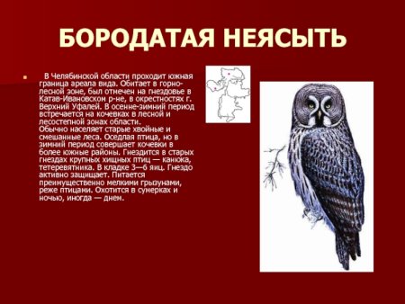 Бородатая неясыть красная книга Челябинской области