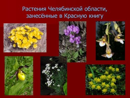 Краснокнижные растения Южного Урала