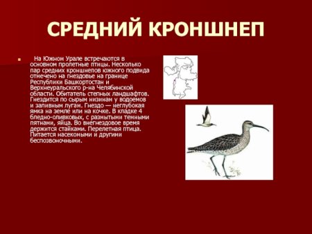 Средний кроншнеп красная книга