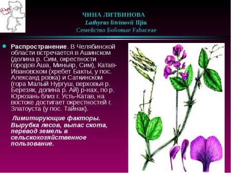Чина Литвинова (Lathyrus litvinovii ILJIN