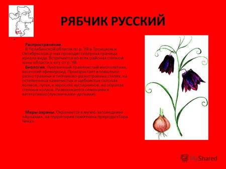 Редкие растения Челябинской области занесенные в красную книгу