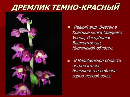 Редкие растения Челябинской области занесенные в красную книгу