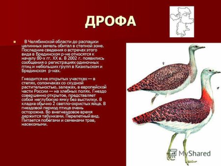 Животные из красной книги Челябинской области