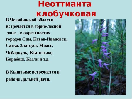 Редкие растения Южного Урала занесенные в красную книгу