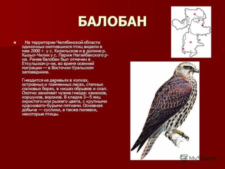 Красная книга Челябинской балобан