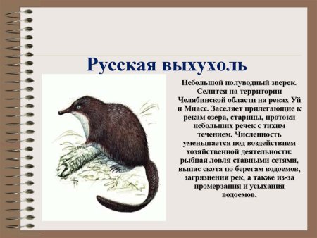 Обыкновенная выхухоль описание