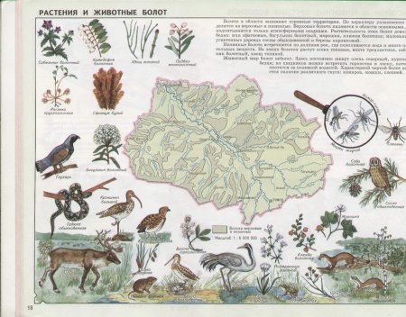Обитатели болота Томской области