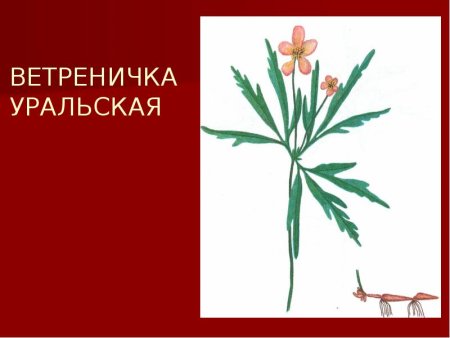 Растения из красной книги Урала