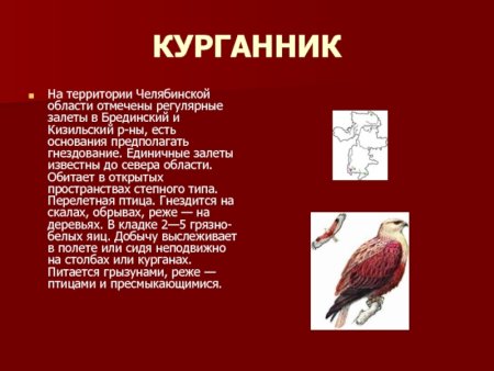 Птицы Челябинской области занесенные в красную книгу