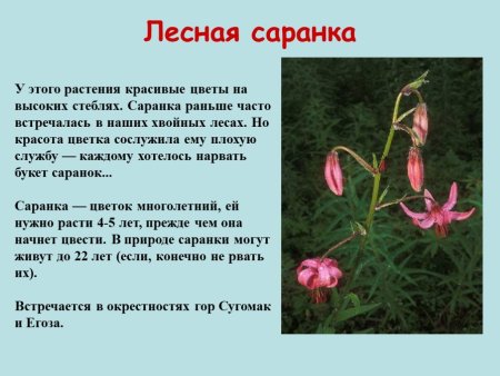 Красная саранка красная книга