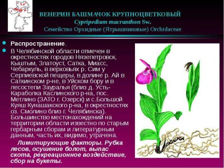 Венерин башмачок красная книга Челябинской области