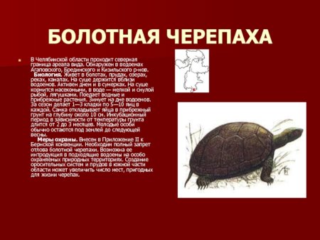Черепаха Болотная Воронежская область красная книга