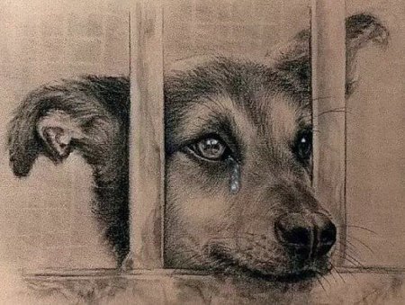 Рисунки бездомных животных