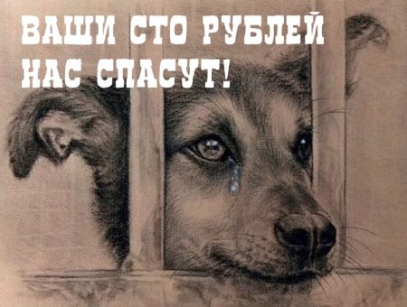 Бездомные животные рисунок