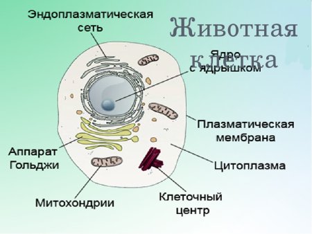 Схема строения животной клетки