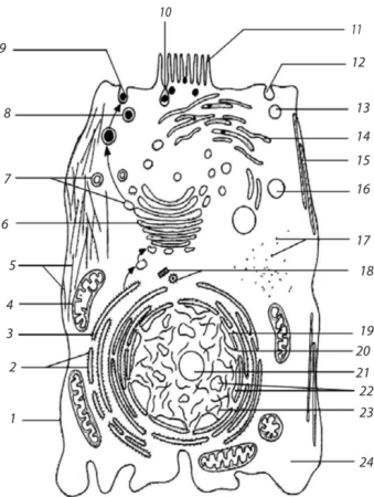 Строение эукариотической клетки черно-белые