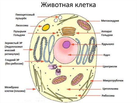Схема животной клетки с обозначениями