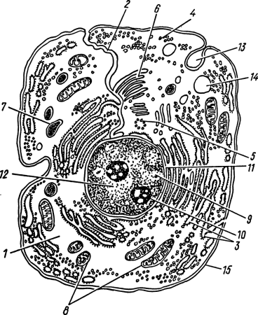 Строение клетки эукариот схема