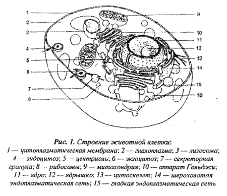 Схема строения животной клетки 10 класс