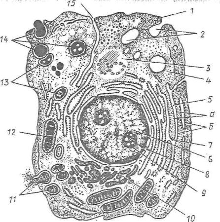 Схема ультрамикроскопического строения клетки
