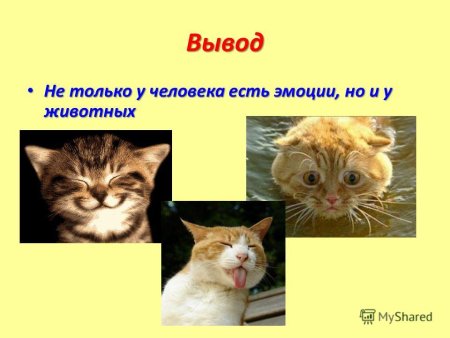 Презентация на тему эмоции животных