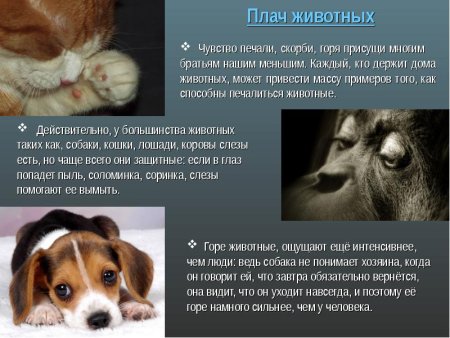 Презентация эмоции животных