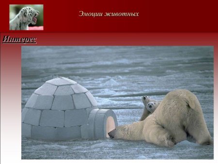 Эмоции животных в рисунках и фотографиях