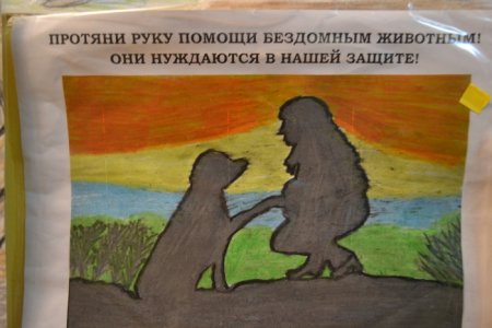 Нужды приюта для бездомных животных