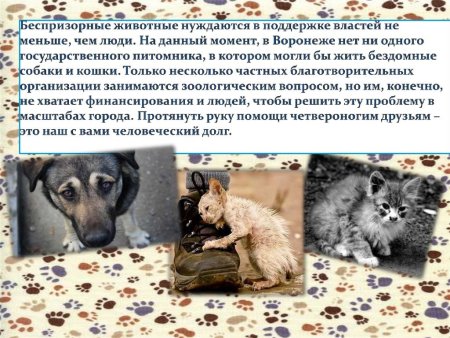 Плакаты в защиту бездомных животных