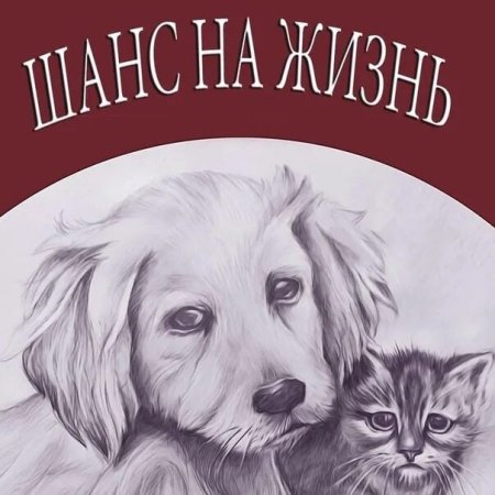 Плакат о бездомных животных