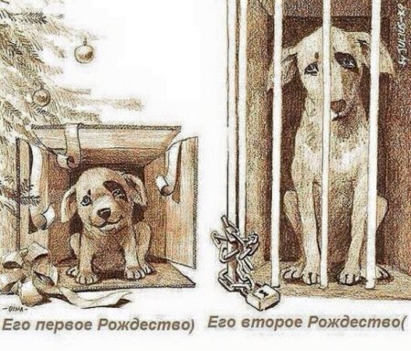 Защита животных