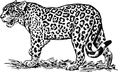 Переднеазиатский леопард