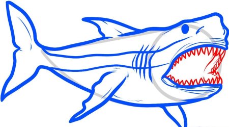 Акула раскраска