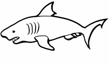 Акула контур