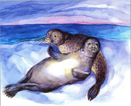 Рисование морской котик