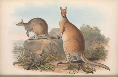 Macropus antilopinus