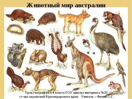 Животные обитающие в Австралии