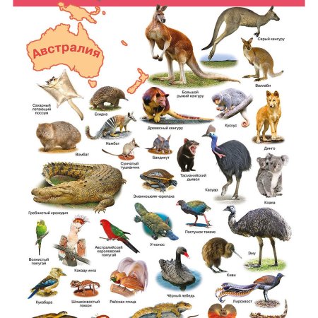 Электронный плакат Дрофа-Медиа животные Австралии
