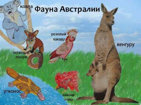 Животные Австралии для детей